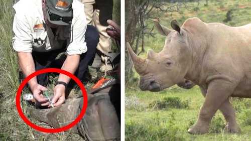 ‘Radioactive’ Rhino Horns Are Latest Tool to Stop Poachers in South Africa