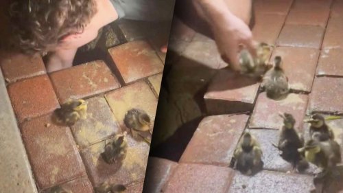 Teens Rescue 12 Ducklings Stuck in Sink Hole
