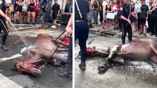 New York City Carriage Horse Collapses in the Middle of the Street