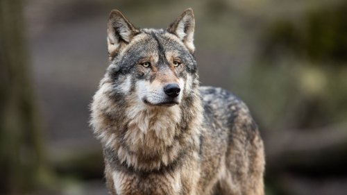Man Fined $250 After Allegedly Bringing Injured Wolf to Bar and Killing It, Police Overwhelmed by Outrage
