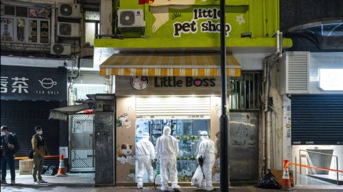 Hong Kong to Cull More Than 2,000 Hamsters After Pet Store COVID-19 Outbreak