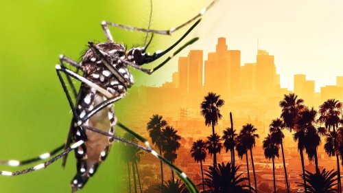 Invasive Mosquito Breed Makes a Home in Southern California, Bugging Locals