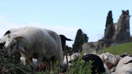 150 Sheep Support Pompeii Excavation Efforts by Eating Away Overgrown Weeds