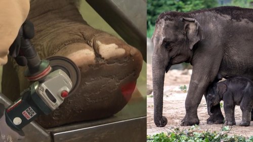 This Is How to Give an Elephant a Pedicure