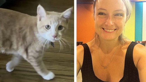 Thor the Hero Kitten Saves Michigan Family From Carbon Monoxide Poisoning