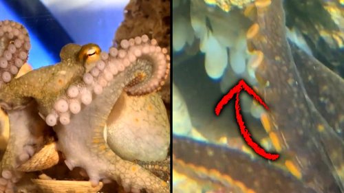 9-Year-Old Boy's Pet Octopus Lays 50 Eggs