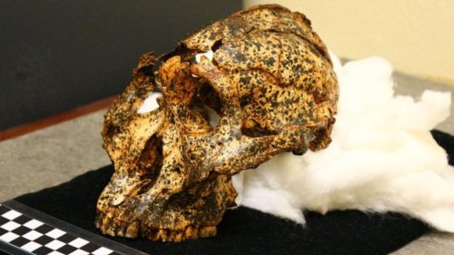 2-Million-Year-Old Skull Found in South Africa Is Linked to Human Evolution, Researchers Say