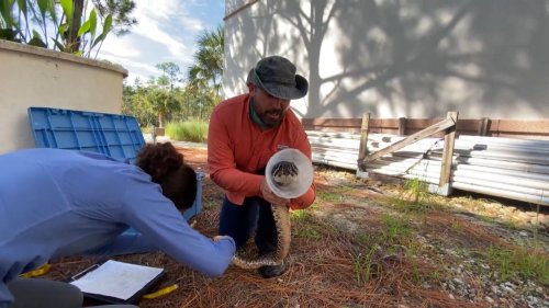 Rattlesnakes Make Themselves at Home on Florida Gulf Coast University Campus