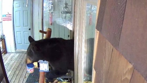 Pennsylvania Kitchen Trashed After Bears Break In for Food