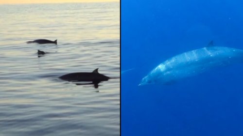 New Whale Species Believe to Have Been Spotted Off Mexican Pacific Coast