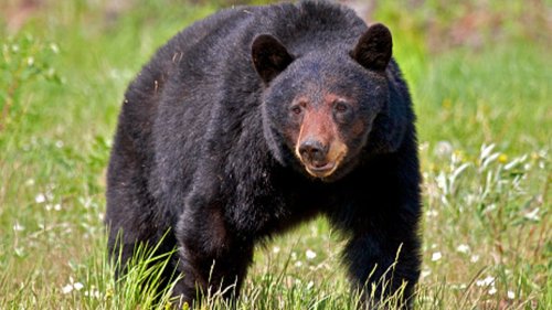 'Fat Bear Week' Is a Celebration of the Animal's Pre-Hibernation Transformation, Alaska Park Ranger Says