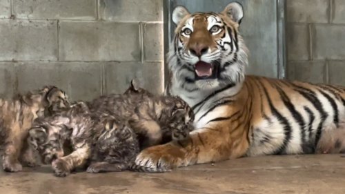 Siberian Tiger Cubs Born at Six Flags Raise Endangered Species Population by 1%