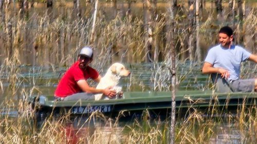 Good Samaritans Save Lost Dog Found Floating in Florida Lake