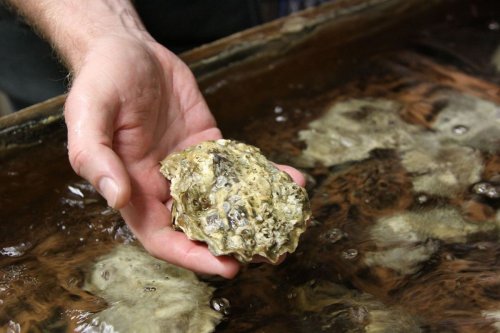 Oyster Farming Might Just Help Revitalize the Ocean