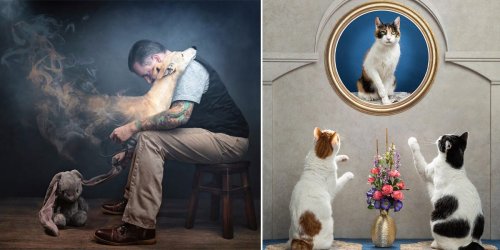 8 award-winning photos of pets that will change the way you see your furry friends