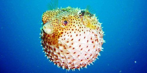 An elderly woman died, and her husband is in a coma after they ate a deadly pufferfish for lunch