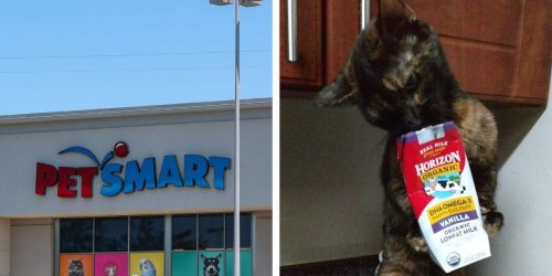 Pet owners are applying for their furry friends to be the 'chief toy tester' at PetSmart – a new position that pays $10K