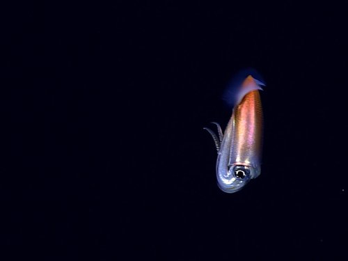 Scientists discovered a bunch of incredible creatures in the deep ocean