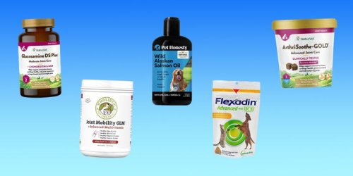 The 5 best joint supplements for dogs of 2024