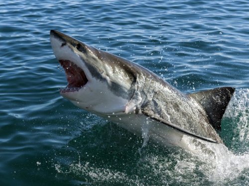 The 9 locations around the world where sharks attack most, from Florida to Western Australia