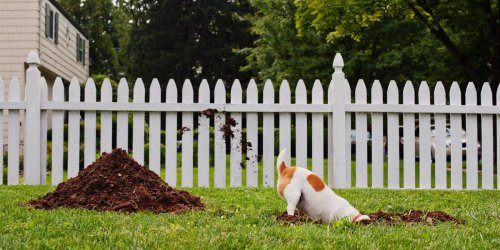 Vets share 6 reasons why your dog won't stop digging and how to handle this natural behavior