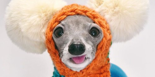 Meet Tika, a 9-year-old Italian greyhound who wears colorful outfits that will make you do a double take