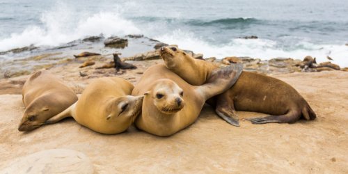 A popular California beach will be closed until 2030 because tourists won't stop messing with sea lions