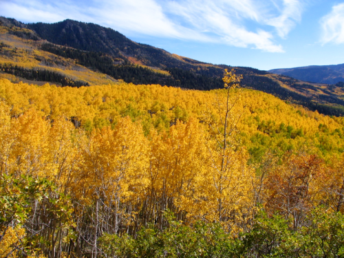 This looks like a forest, but it's actually just one tree — and it's one of the oldest and largest organisms on Earth