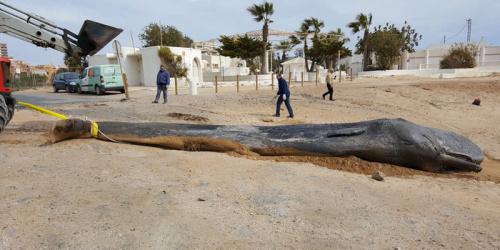 A desperately thin whale washed up dead on a beach with 29 kg of human trash in its stomach