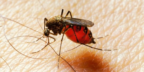 2 people hospitalized in New York City after mosquito bites left them with life-threatening West Nile virus