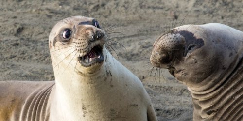 40 hysterical winners from this year's Comedy Wildlife Photo Awards