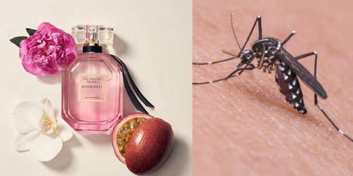 TikTokers are buying a $60 Victoria's Secret perfume after seeing viral videos claiming it works as a bug spray