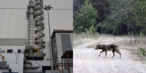 Wolves in the Chernobyl radiation zone developing resistance to cancer, says study