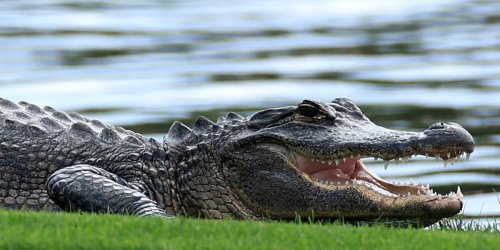 A dead Florida woman found in the jaws of a giant alligator had been arrested for trespassing onto nearby wetland, say court documents