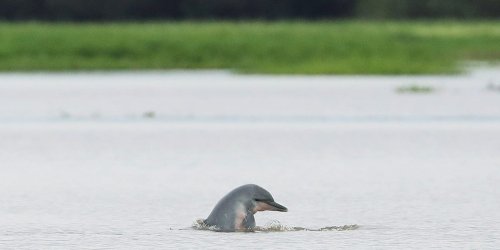 Lake water in Brazil's Amazon rainforest hit record-high temperatures. Now, more than 100 dolphins are dead.