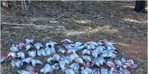 The poison used to eradicate a biblical mouse plague ravaging southeast Australia is having a deadly effect on native wildlife