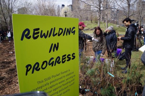 New Yorkers planted a tiny forest in a spot where the city used to warehouse prisoners and smallpox patients