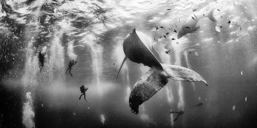 This award-winning underwater photographer makes stunning images on a point-and-shoot camera