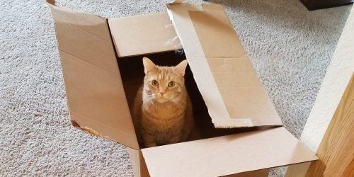 5 reasons why your cat loves empty boxes and tips to engage their natural instincts during playtime