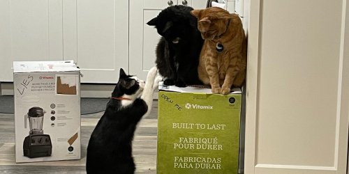 The owner of the cats who are holding a Vitamix hostage said she is letting the silly saga continue indefinitely because of the 'overwhelming need for things that are joyful'