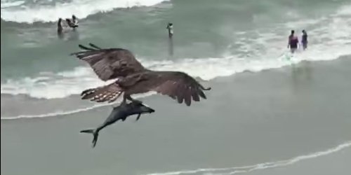 A video of a bird capturing a massive shark-like fish is going viral for its resemblance to 'Sharknado'