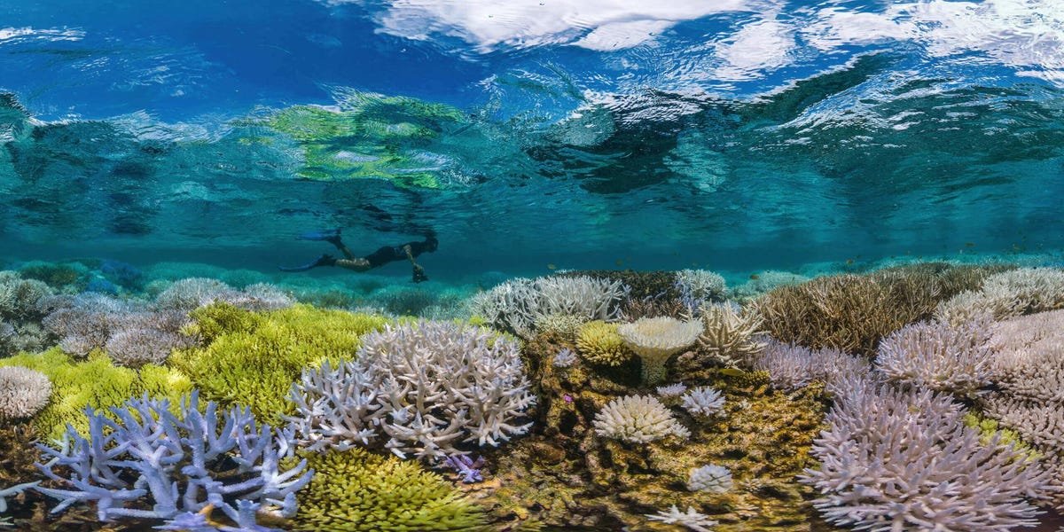 Sustainable Sea Life and Oceans cover image