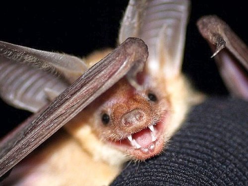 This scorpion-eating bat just earned a place in California history