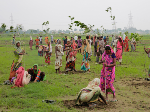 India planted 50 million trees in 24 hours