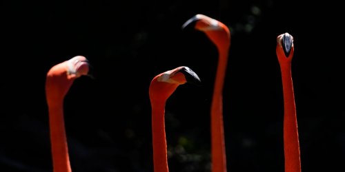 A 'pink wave' of Flamingos are arriving in states across the US where they don't belong, reaching as far north as Wisconsin
