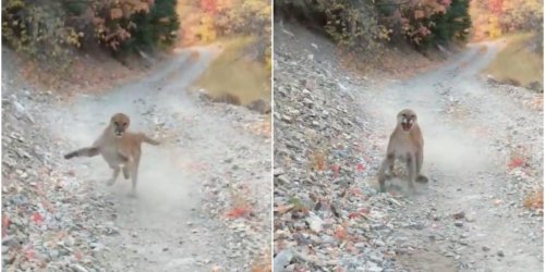 The story behind the video of the Utah trail jogger who stumbled upon some mountain lion cubs and was chased away by the protective mother