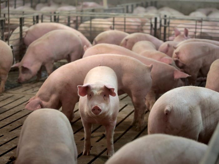 An oversupply-led plunge in pork price has pushed the Chinese economy into deflation