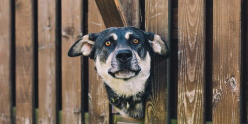 Heat maps are helping researchers understand your dog's feelings