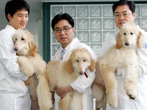 The Chinese scientist behind the world's biggest cloning factory believes he can replicate humans