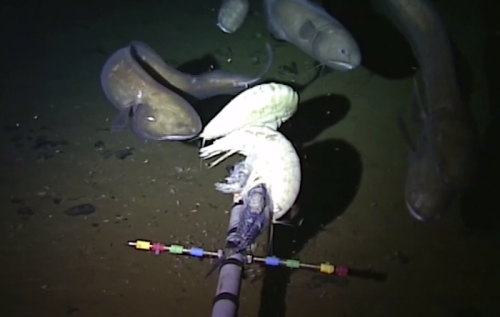 What It's Like To Explore The Deepest Depths Of The Ocean
